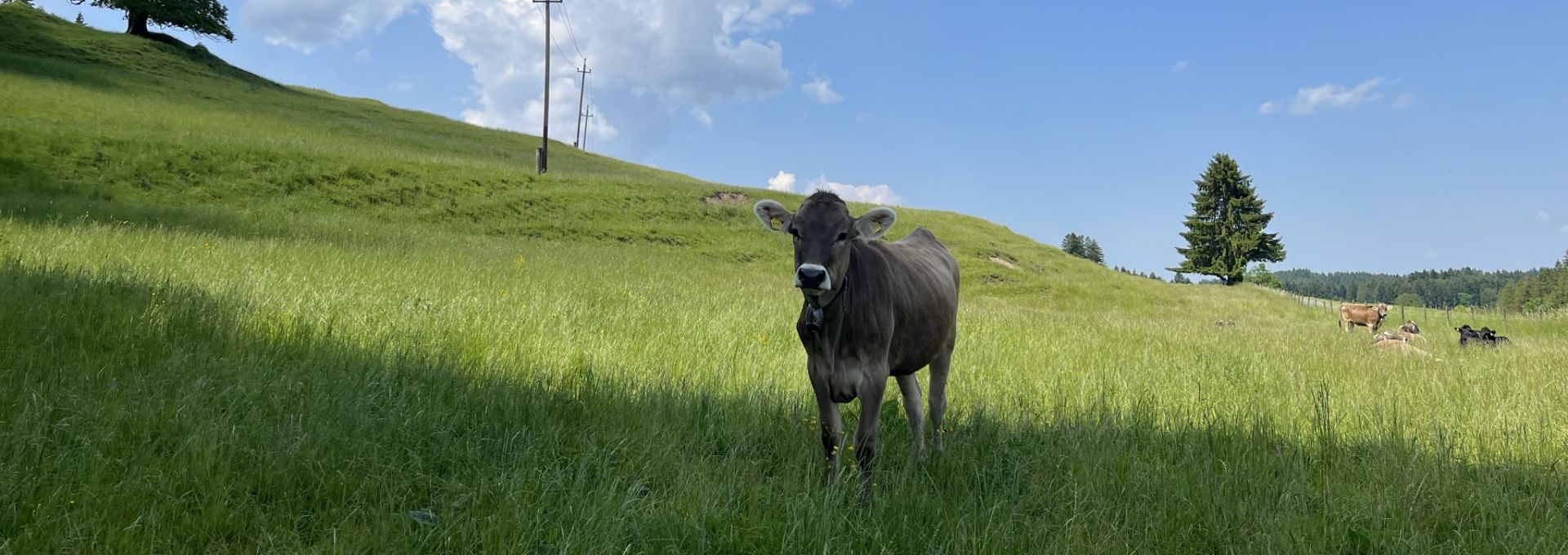 Jungtier auf der Weide nebenan