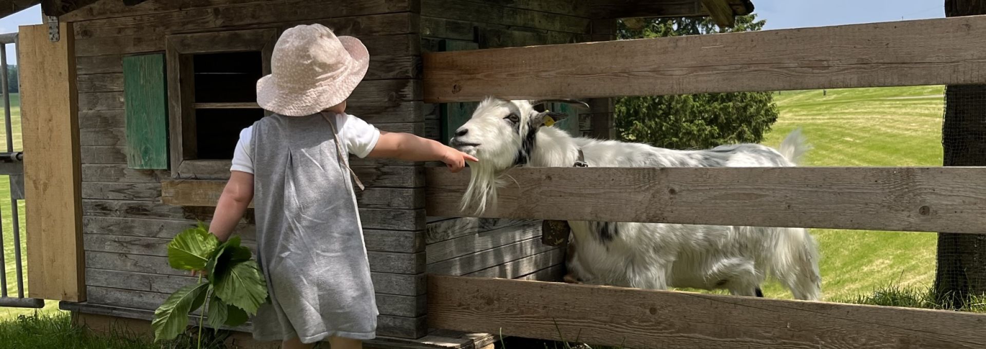 Unsere neugierige Ziege Heino Unsere neugierige Ziege Heino