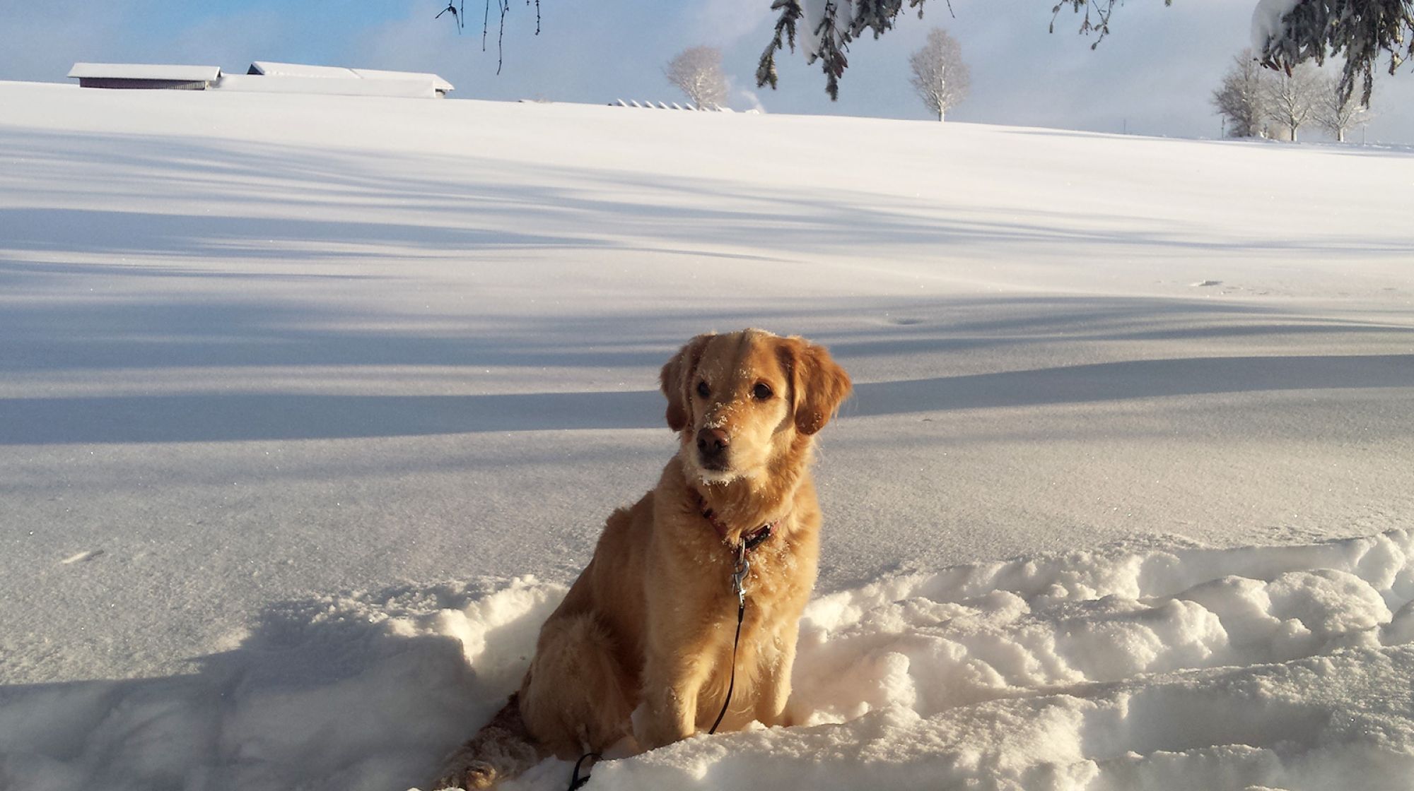 Winterlandschaft bei Seeg, Ferienhof Nägele