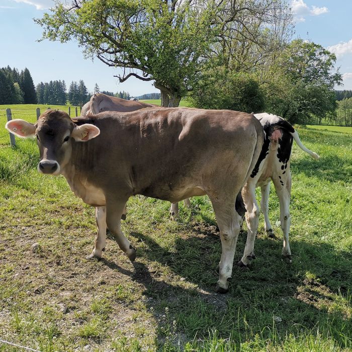 Tiere auf dem Ferienhof Nägele