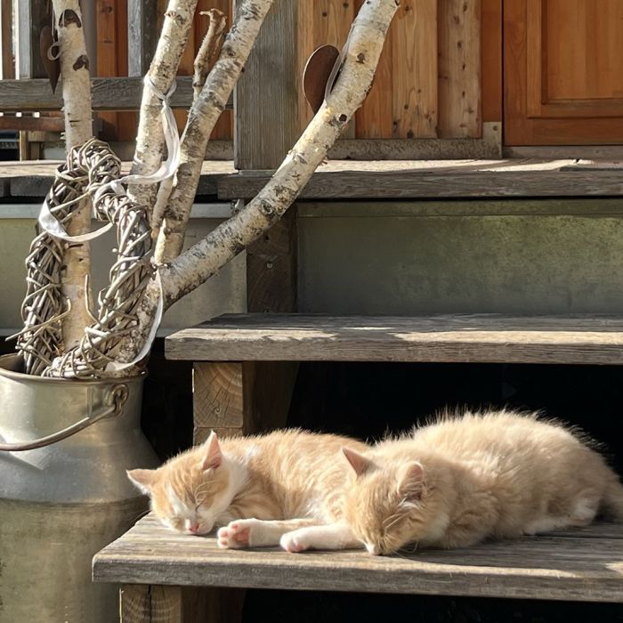 Katzen am Gartenhaus