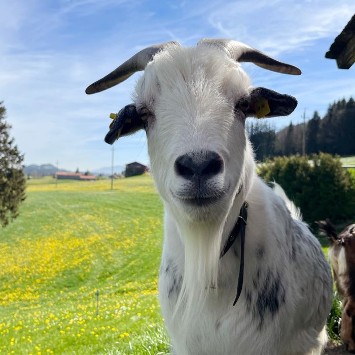 Ziege auf dem Ferienhof Nägele