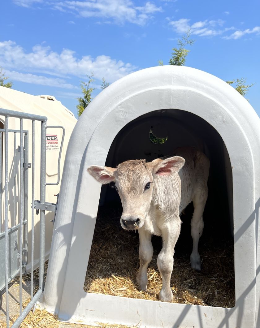 Neugeborenes Kälbchen